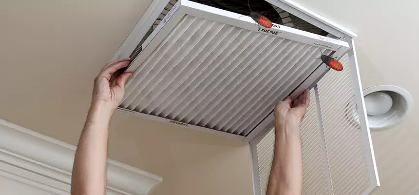 Our Insect Removal from Air Ducts Services in Golden Glades, FL